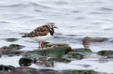 Roskarl / Ruddy Turnstone