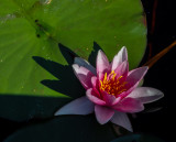 Rd nckros / Red Water-lily