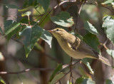 Gransngare / Chiffchaff