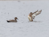 Snatterand / Gadwall / male and female