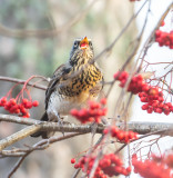 Bjrktrast / Fieldfare