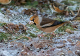 Stenknck / Hawfinch