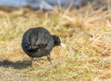 Sothna / Eurasian Coot