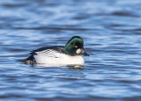 Knipa / Goldeneye / male