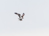 Fiskgjuse / Osprey