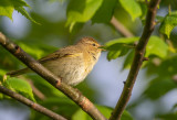 Gransnagre / Chiffchaff