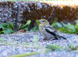 Stenknck / Hawfinch / Juv