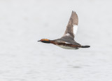 Svarthakedopping / Horned Grebe / 