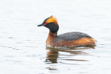 Svarthakedopping / Horned Grebe / 