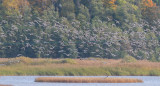 Spetsbergsgs / Pink-footed Goose