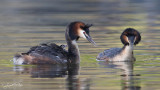 Fuut; Great Crested Grebe
