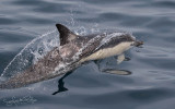 Gewone Dolfijn; Common Dolphin