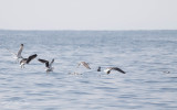 Stormvogeltje; British Storm Petrel