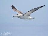 Shy Albatross; Witkapabatros