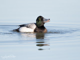 Topper; Greater Scaup