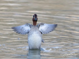 Wintertaling; Eurasian Teal