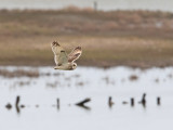 Velduil; Short-eared Owl