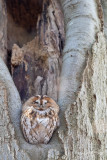 Bosuil; Tawny Owl