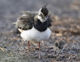 Kievit; Northern Lapwing