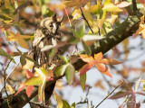 Ransuil;  Long-eared Owl