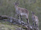 Spaanse Steenbok; Ibex