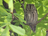 Dwergooruil; Eurasian Scops Owl