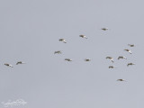 Kleine Trap; Little Bustard