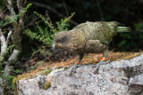 Kea