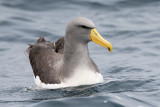 Albatros des Chatham