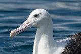 Albatros de Sanford