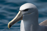 Albatros de Salvin