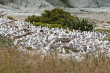 Mouette scopuline