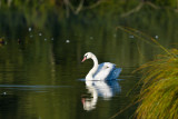 Cygne tubercul