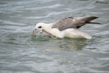 Fulmar boral