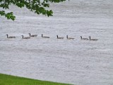 Got most of my ducks in a row!