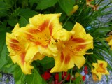 10 Jul Day Lily