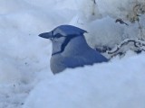 01 Nov Blue Jay