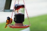 09 May Birdie at a feeder