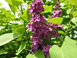 23 May Lilac