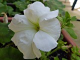 02 Jul White Petunia