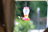 09 Sep Friend at the feeder