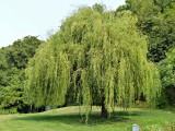 17 Sep Weeping curly willow