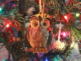 17 Dec Who gives a hoot