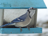 17 Jan Blue jay