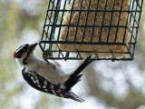 11 Apr Downey Woodpecker