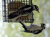 12 Apr Downey Woodpecker and friend