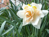 15 Apr Double Daffodil