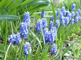 17 Apr Grape Hyacinth