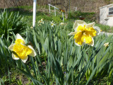 23 Apr Special Daffodils