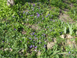 20 Apr Violets on a hill